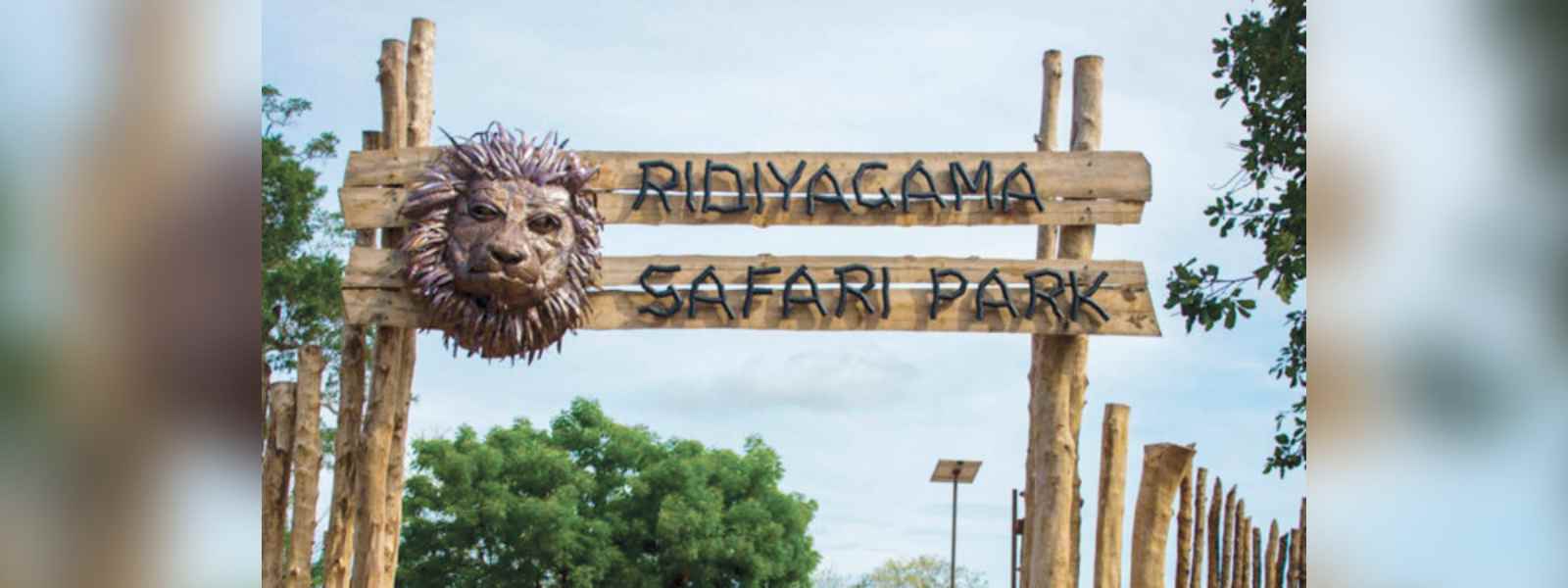 රිදියගම සෆාරි උද්‍යානයේ ව්‍යාග්‍රයෙකු මිය යයි